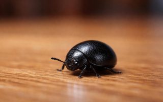 insecte-noir-rond-parquet-maison