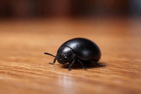 insecte-noir-rond-parquet-maison